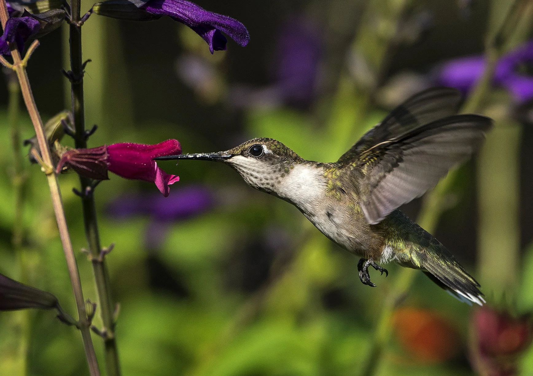 Hummingbirds