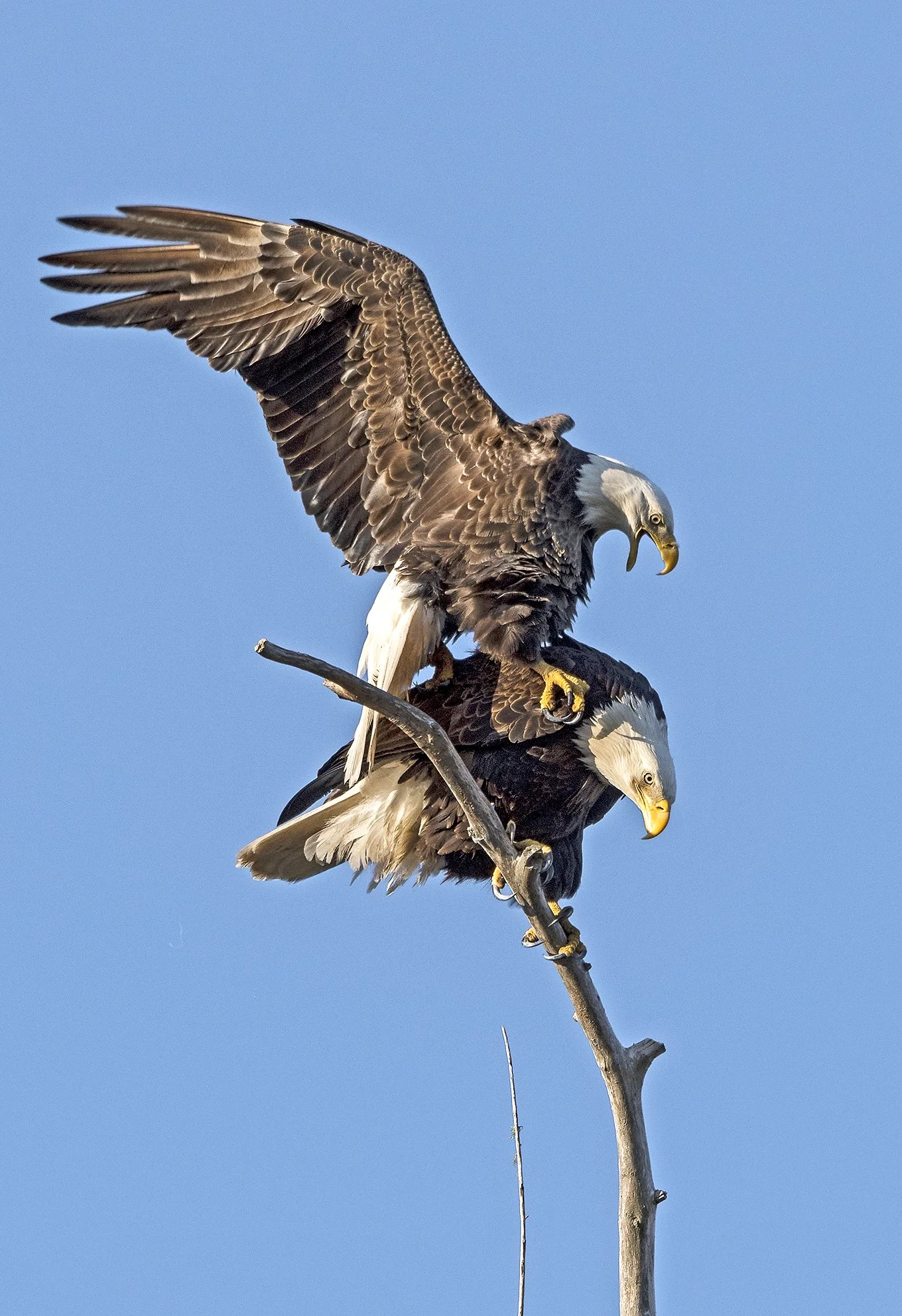 Mating Eagles
