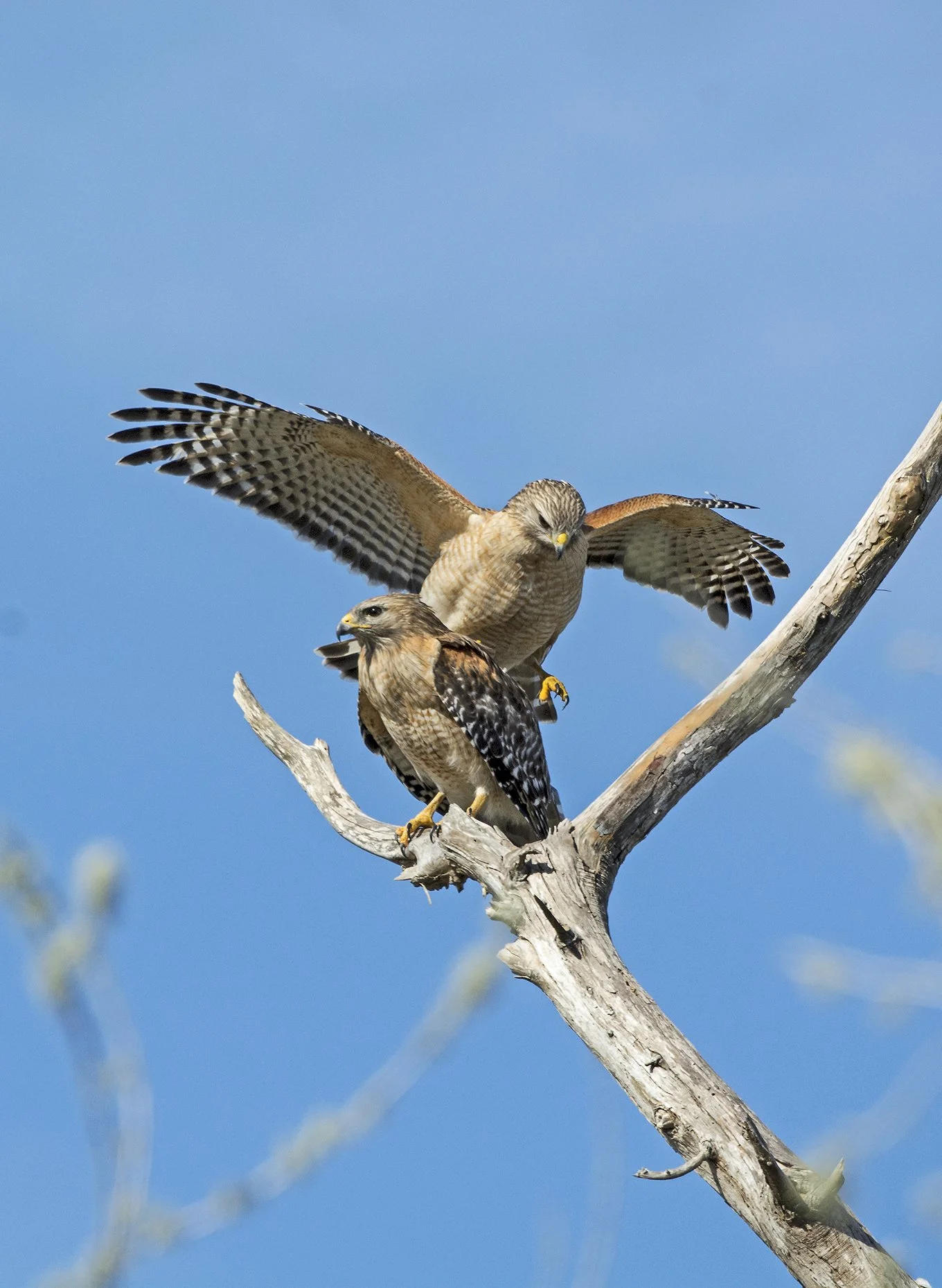 Hawks Mating
