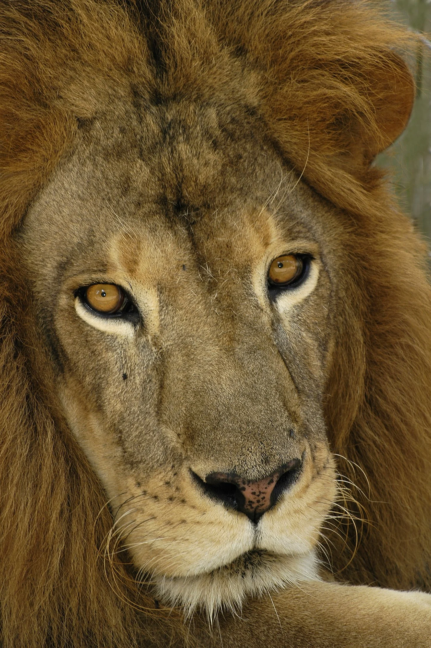 Close-up of a lion's face showing its eyes, nose, and mane.