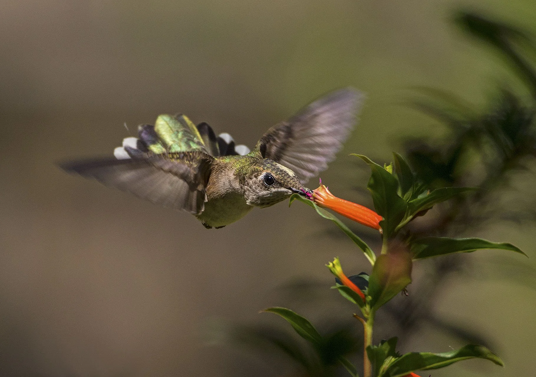 Hummingbird #10