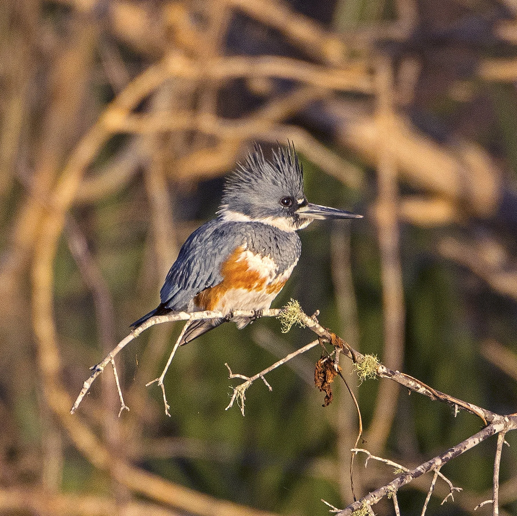 Kingfisher #4