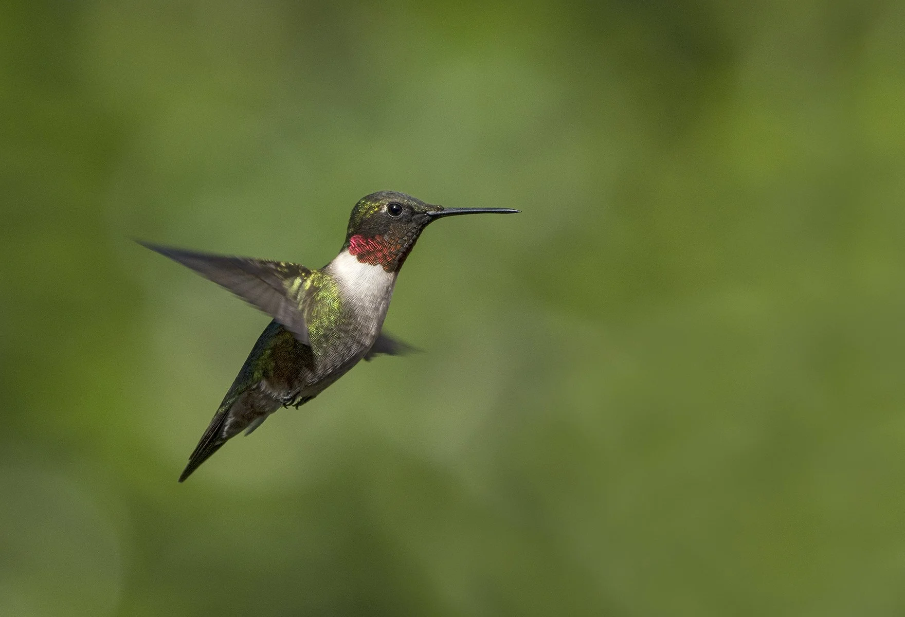 Hummingbird #6