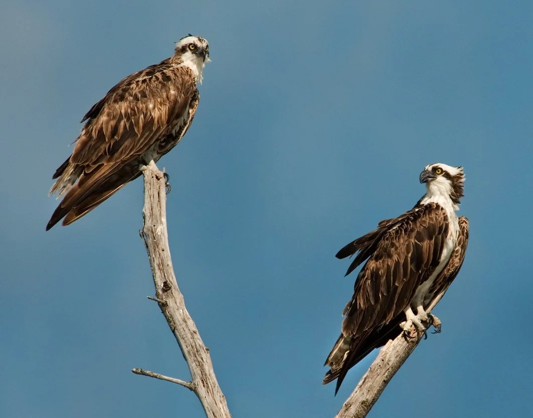 Osprey Pair