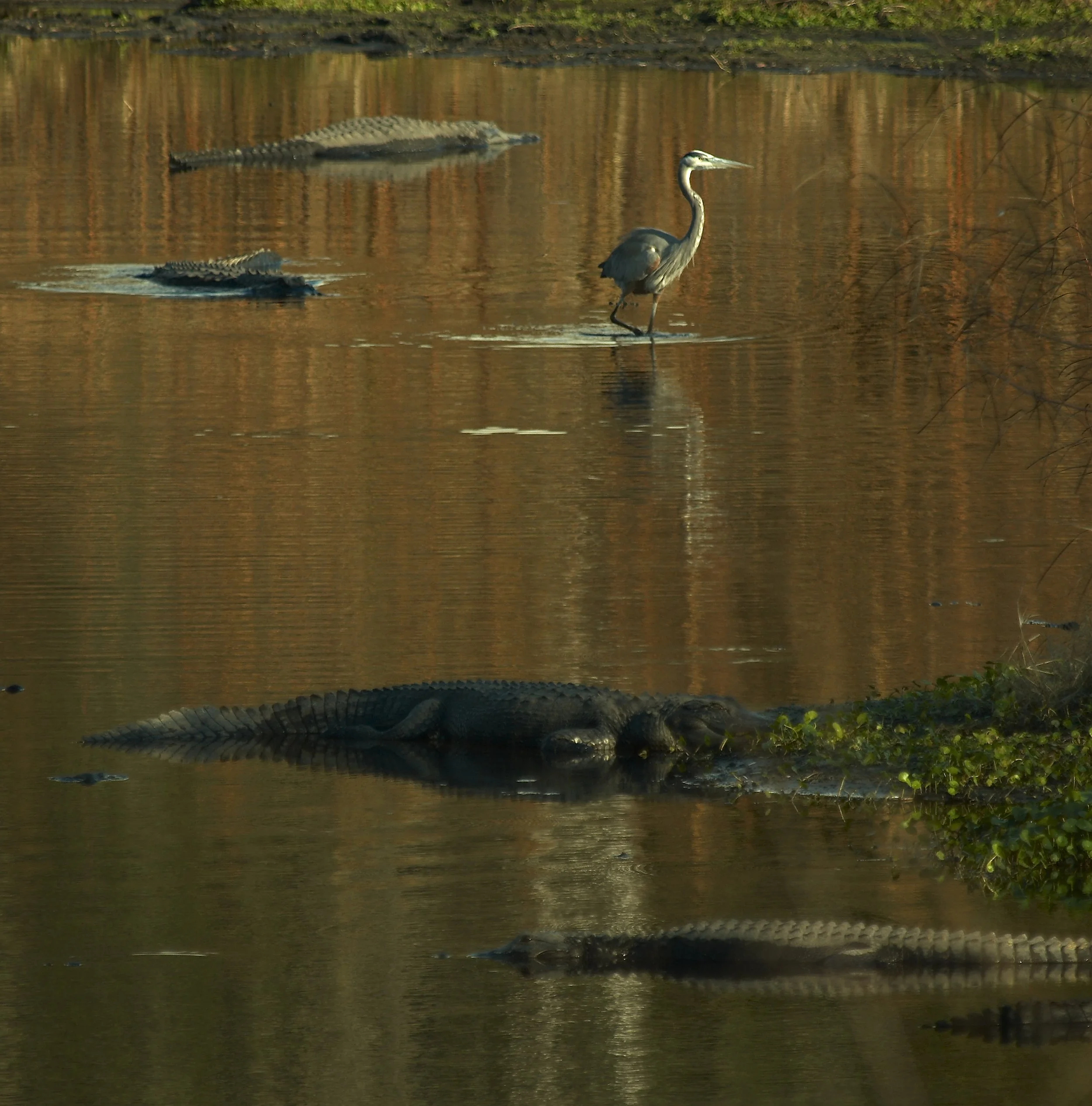 American alligator swimming in water with a heron standing nearby, and a crocodile also in the water.