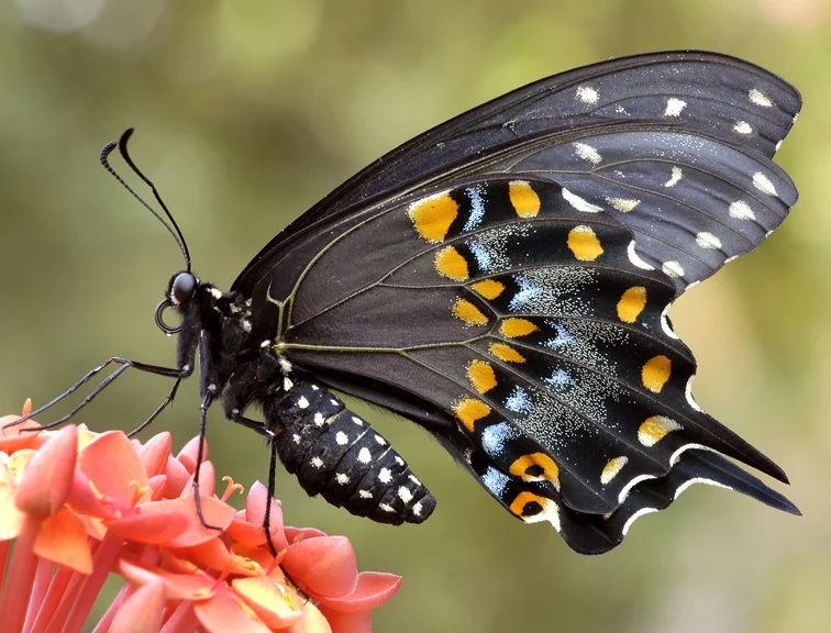 Black Swallowtail