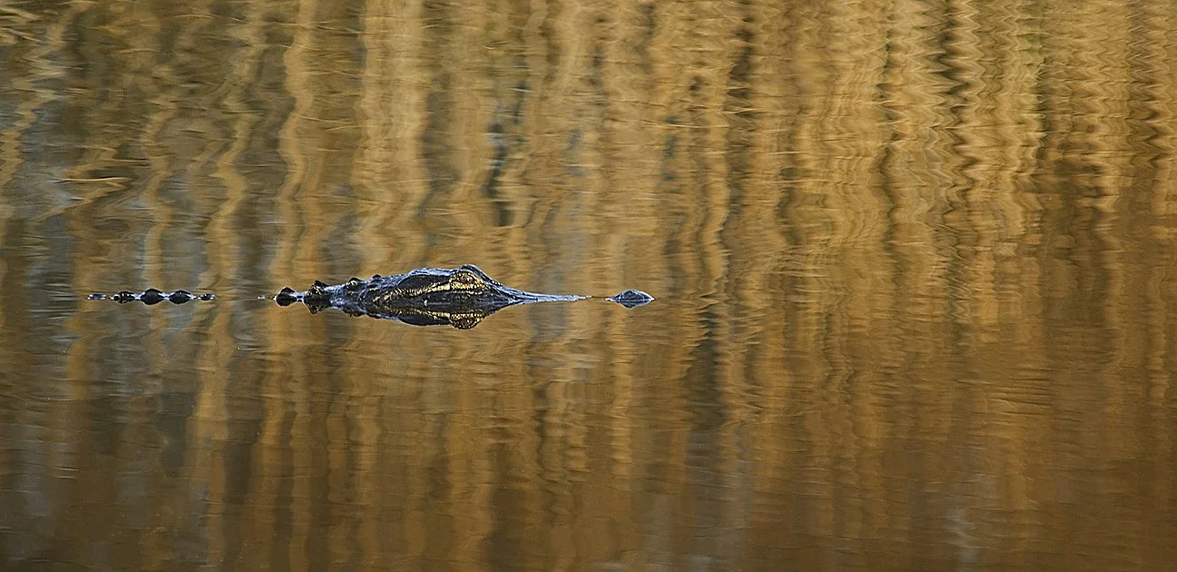 Alligator partially submerged in water with reflections of tall grass or reeds in the background.