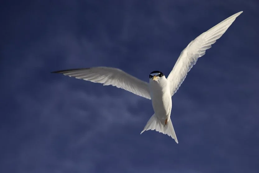 Least Tern