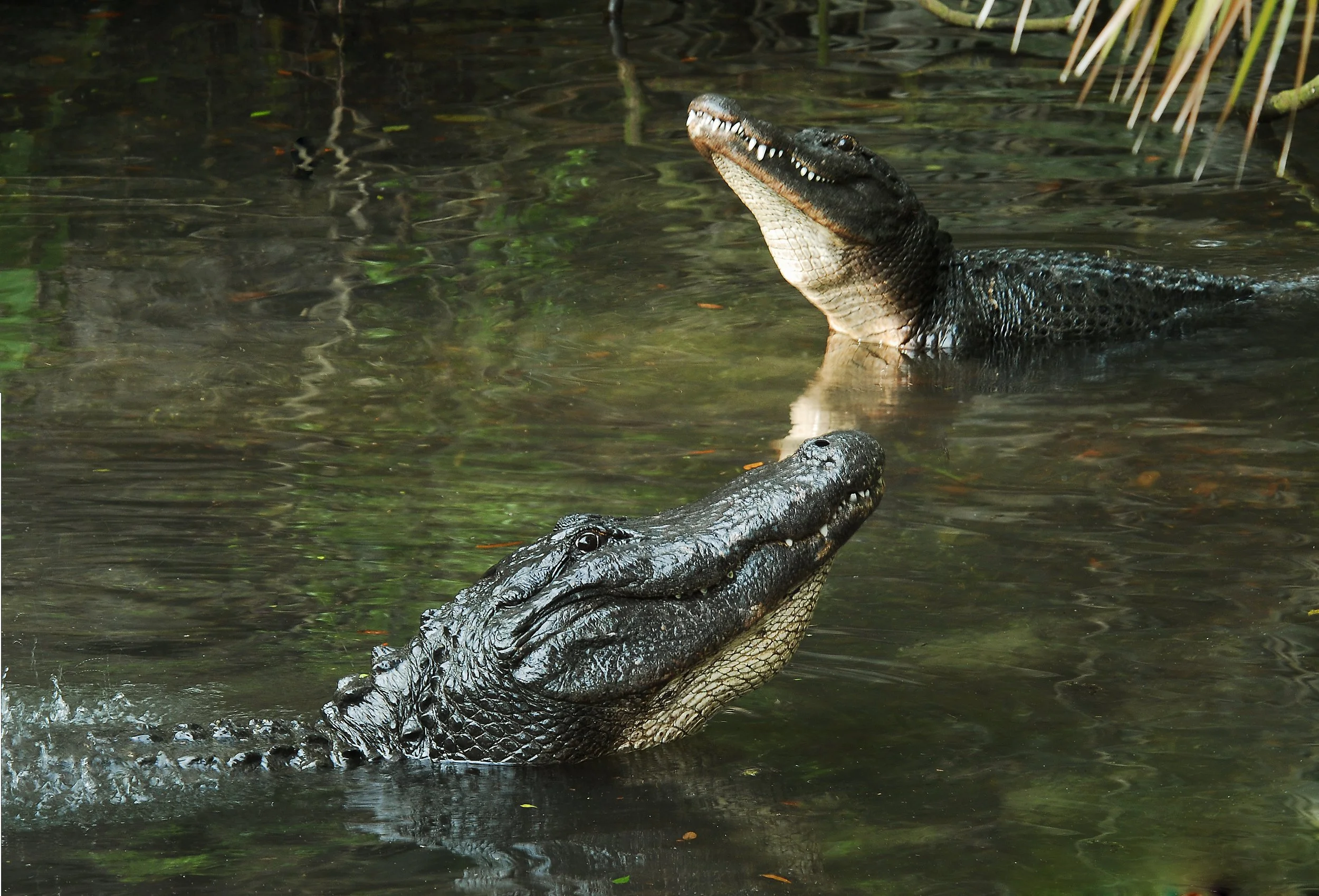 Two crocodiles partially submerged in water, with their heads and upper bodies visible, surrounded by water plants.