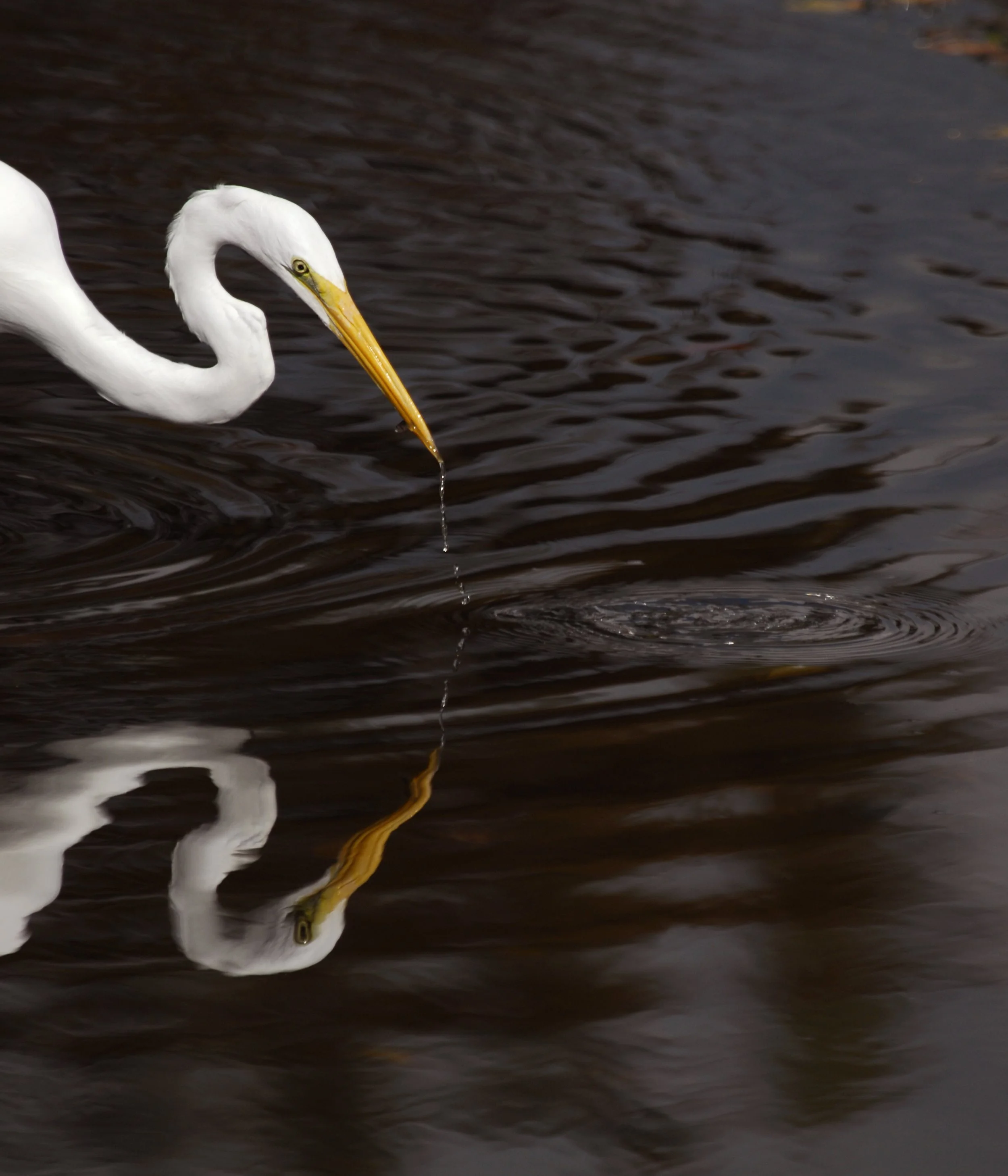 Egret Reflection