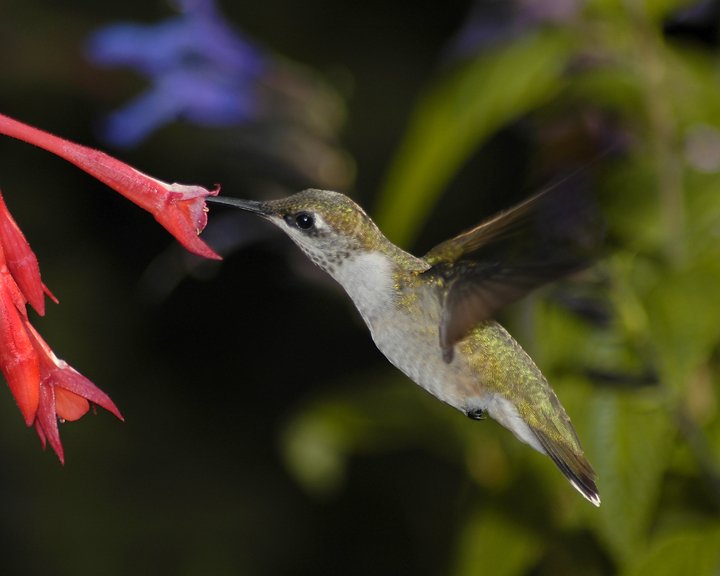 Hummingbird #8