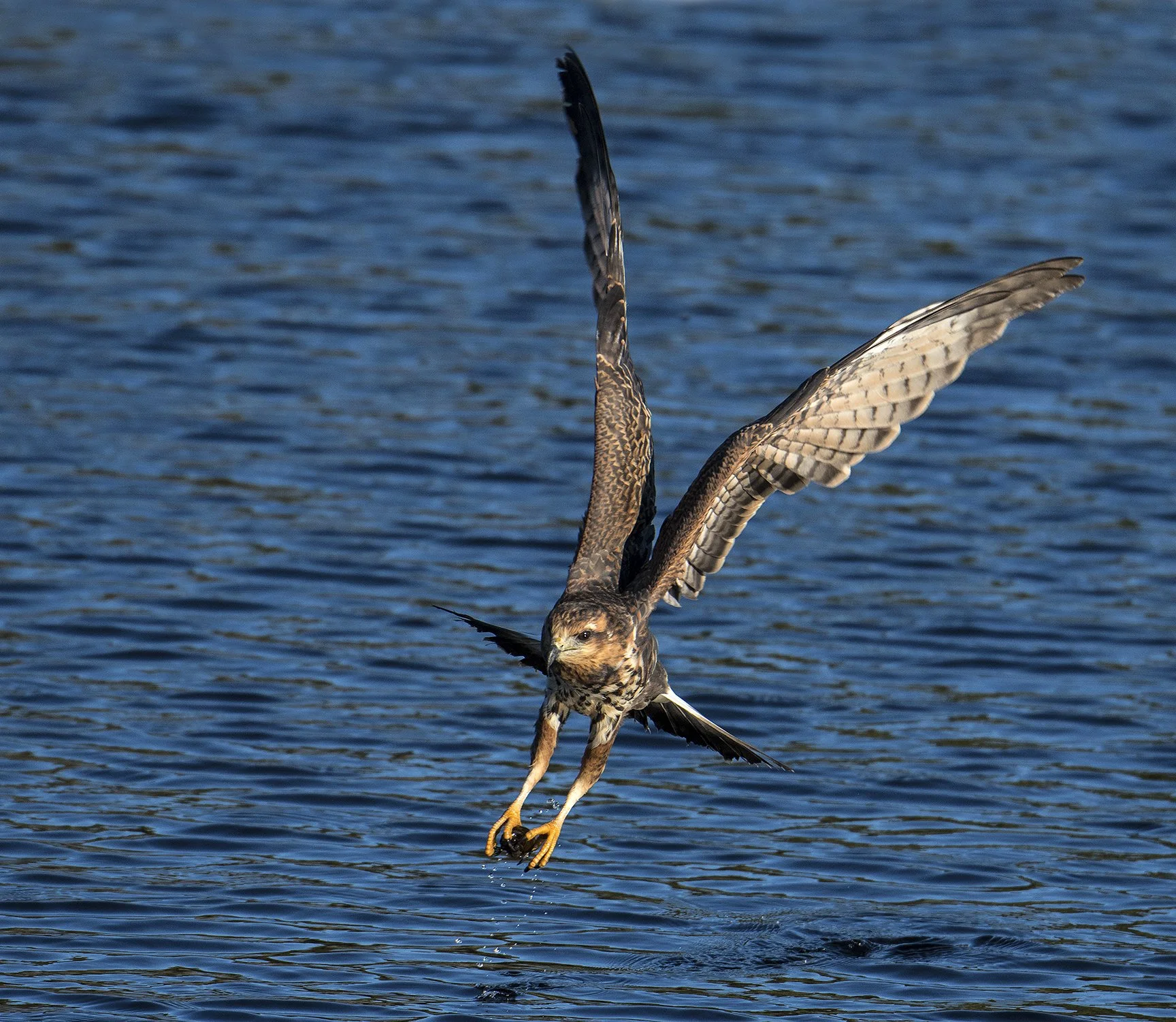A bird of prey, likely a hawk or similar raptor, flying low over a body of water with its talons extended downward, clutching an aquatic creature