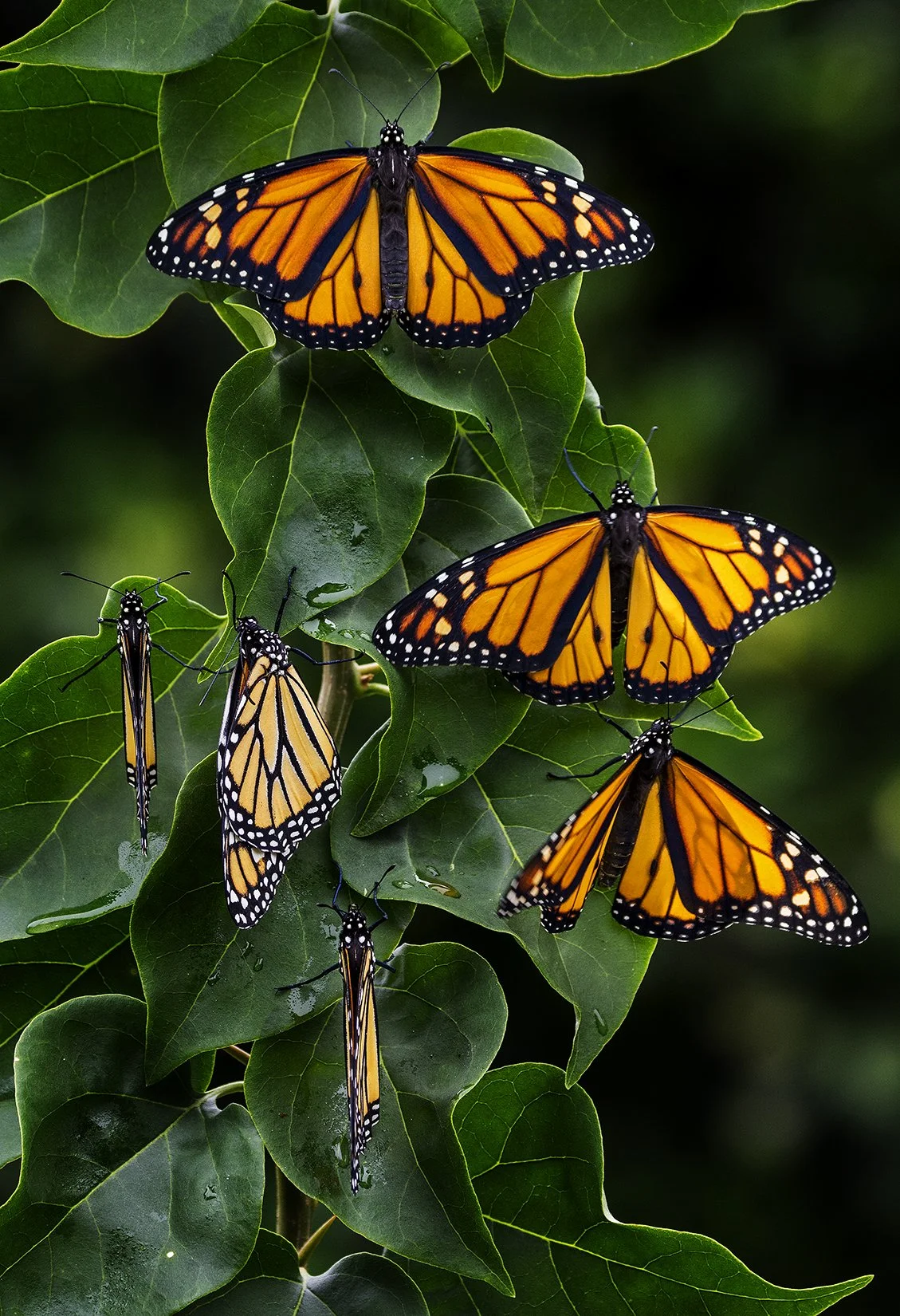 Monarchs