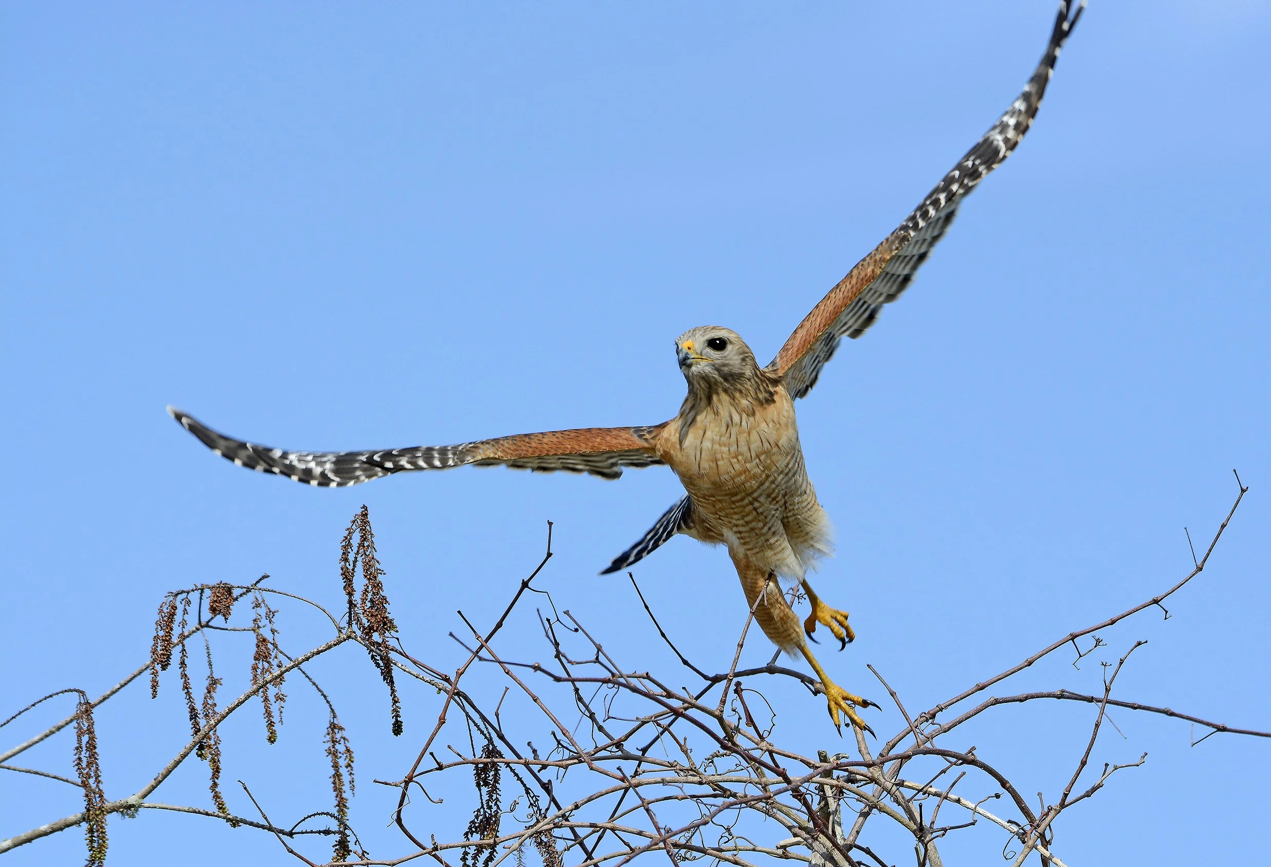 Red Shouldered Hawk