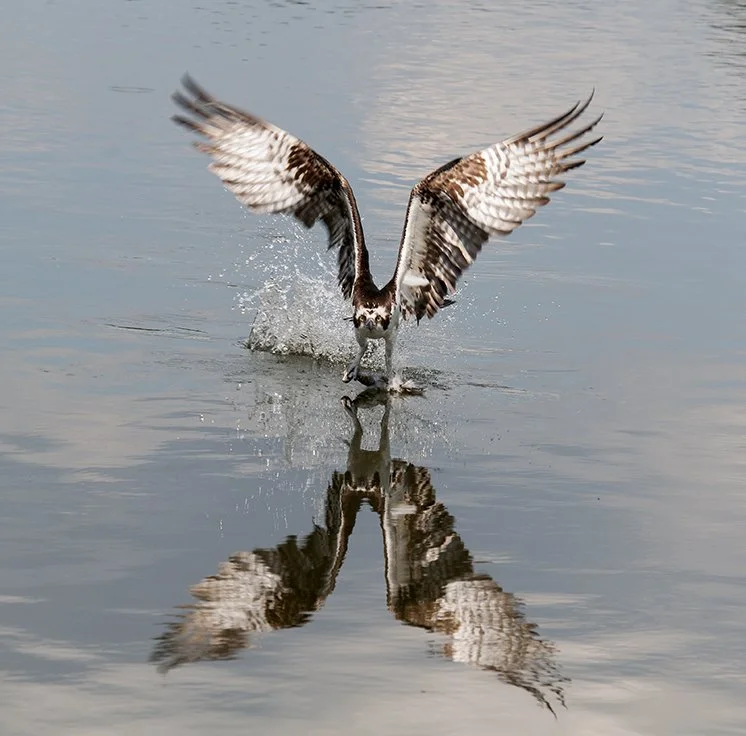 Osprey Reflection