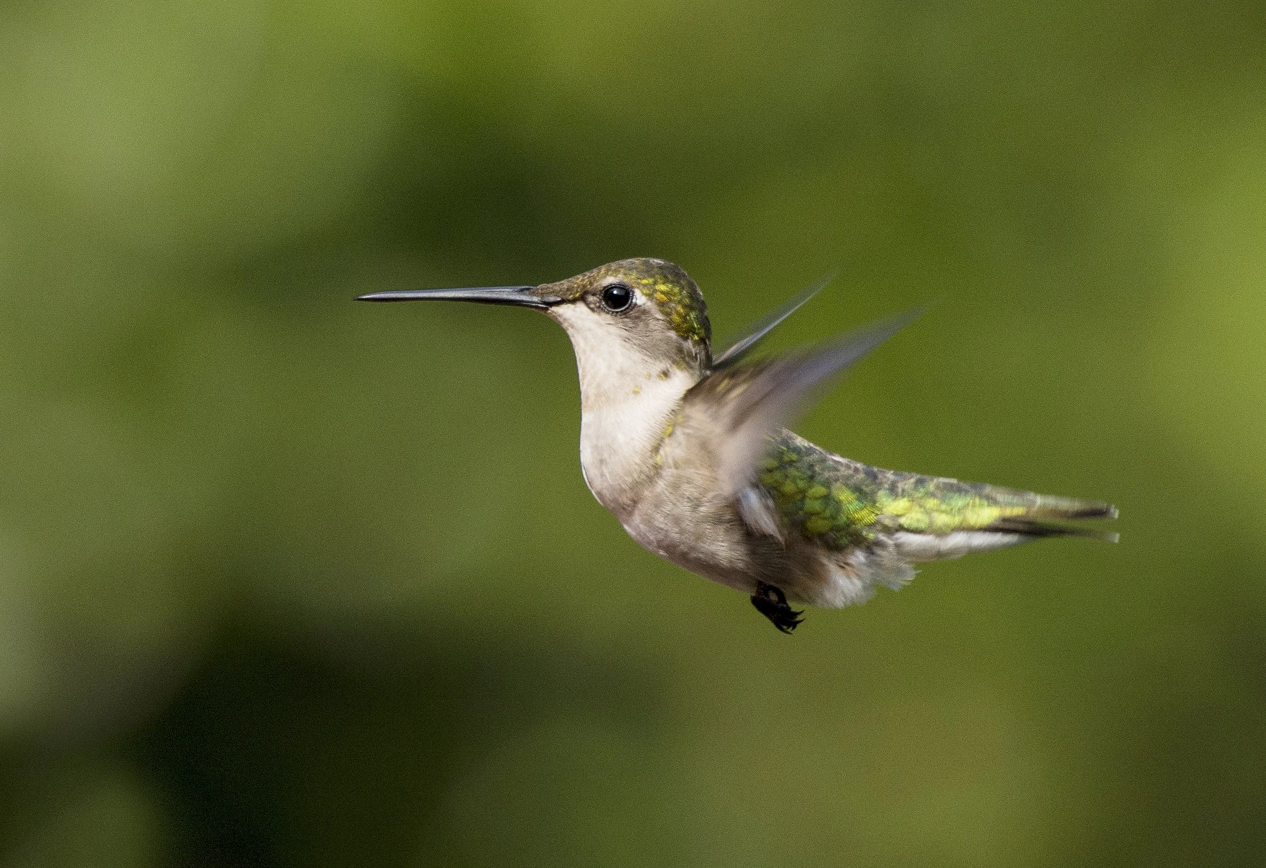 Hummingbird #4