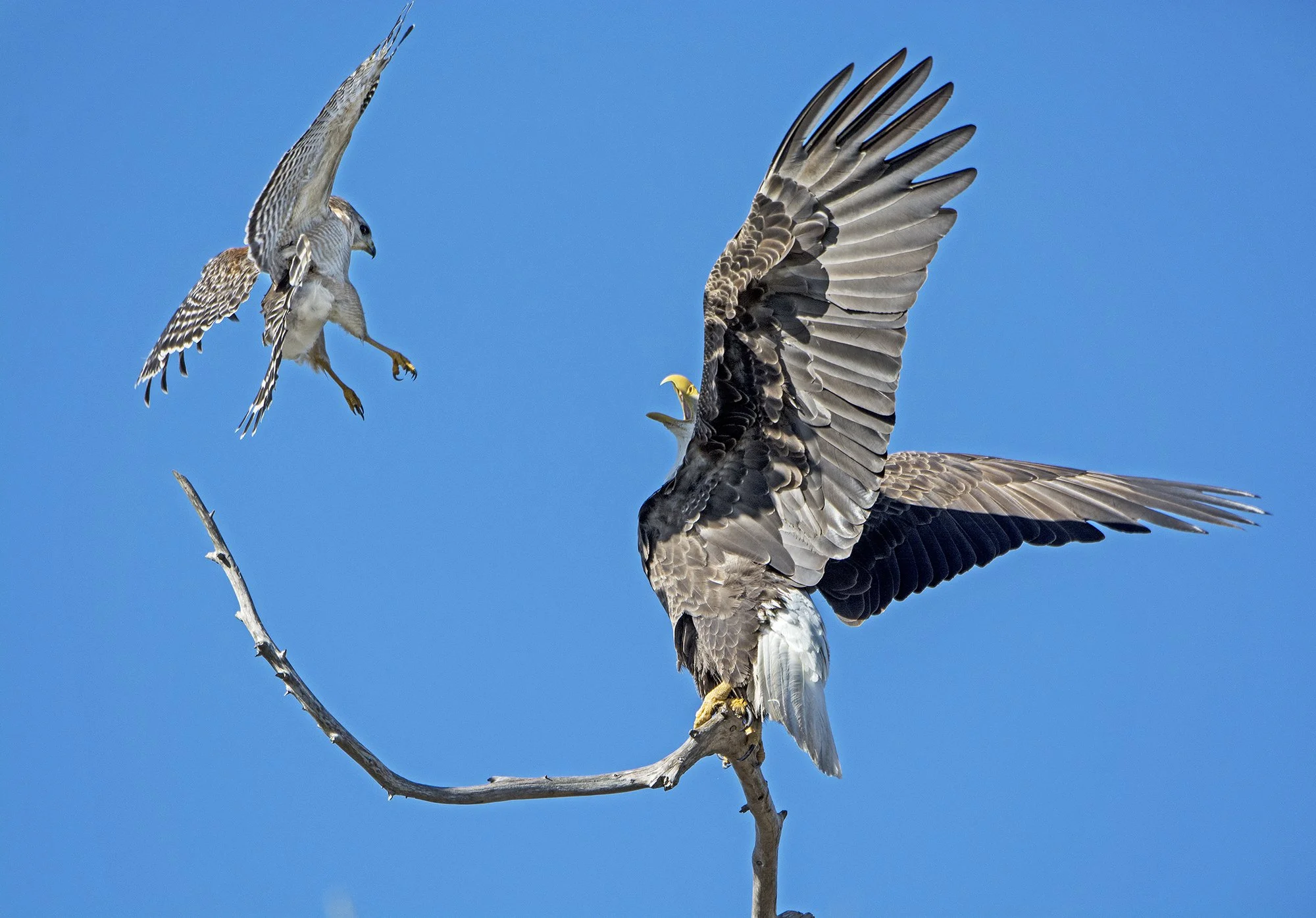 Hawk vs Eagle