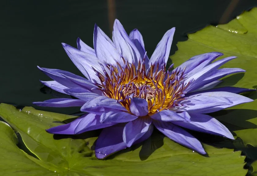 Water Lilly