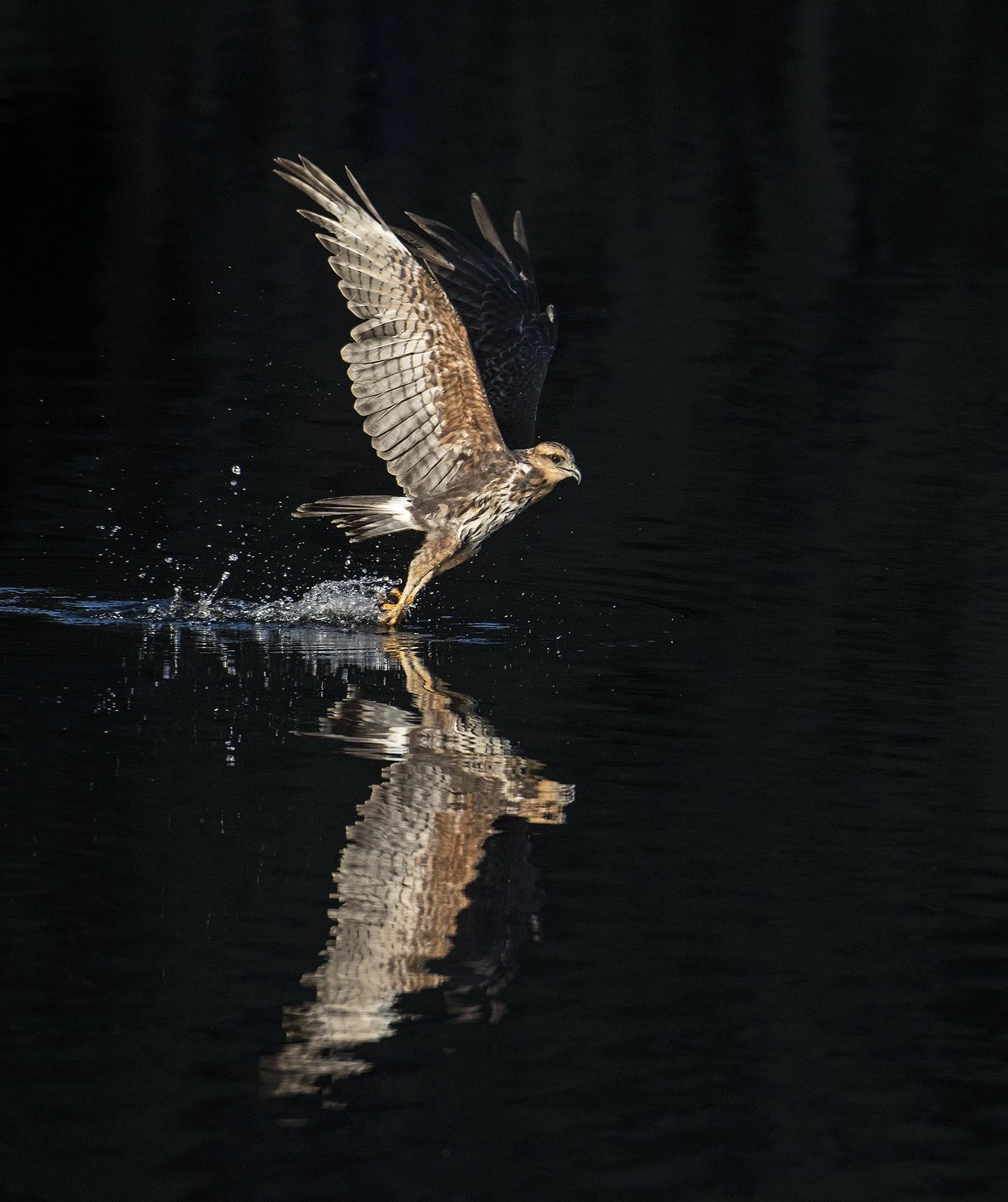Snail Kites