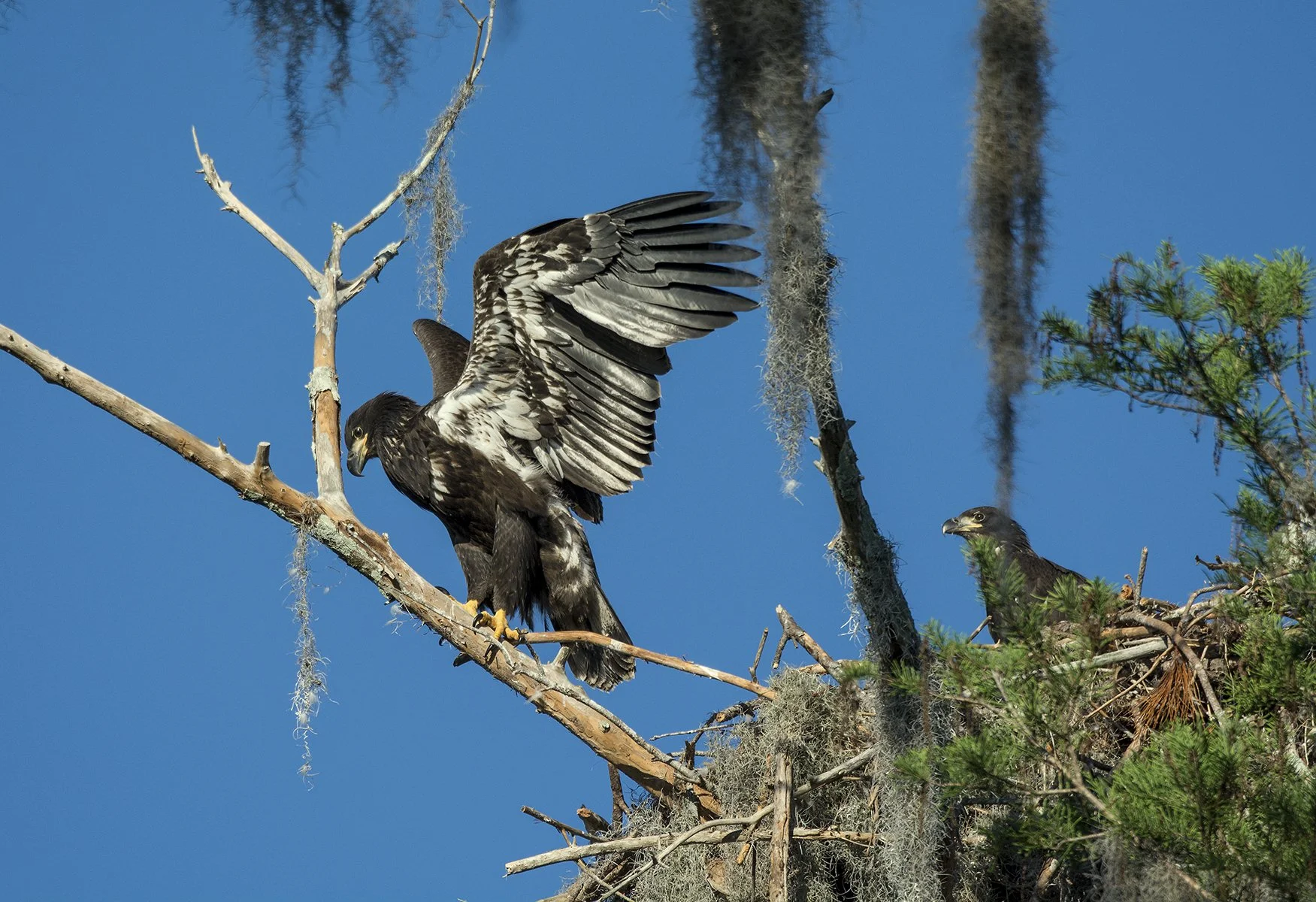 Juvenile Eagles