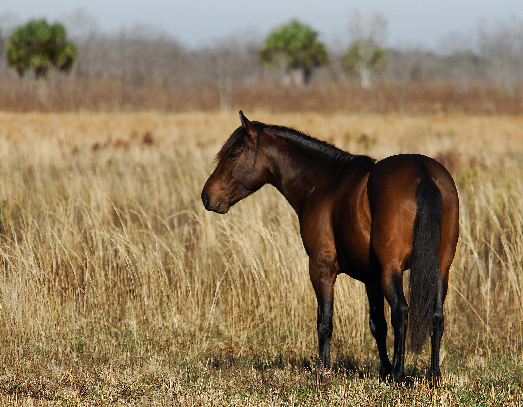 Brown horse standing alone in a field of tall, dry grass with trees in the background.