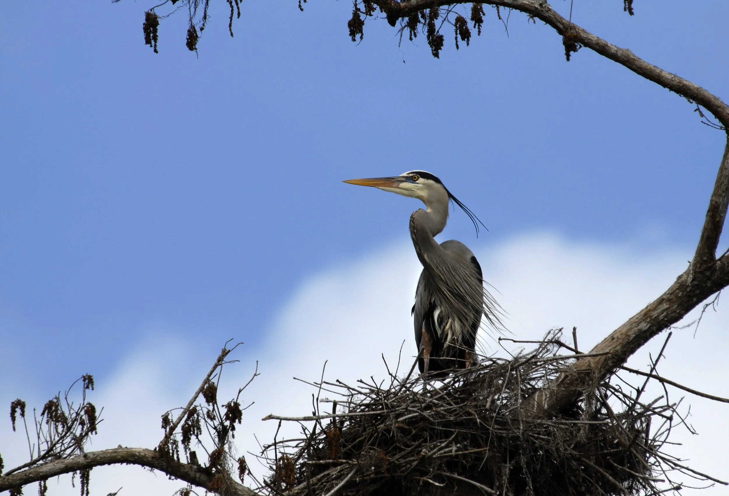 Great Blue Heron Nest