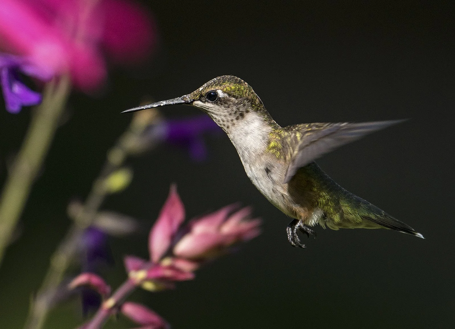 Hummingbird #16a