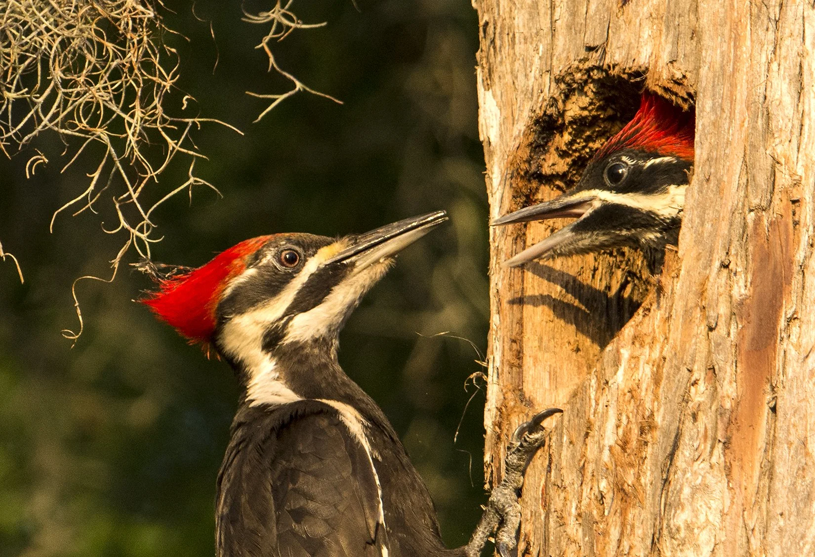 Woodpecker with Chick