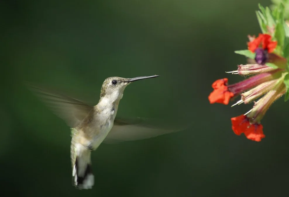 Hummingbird #9