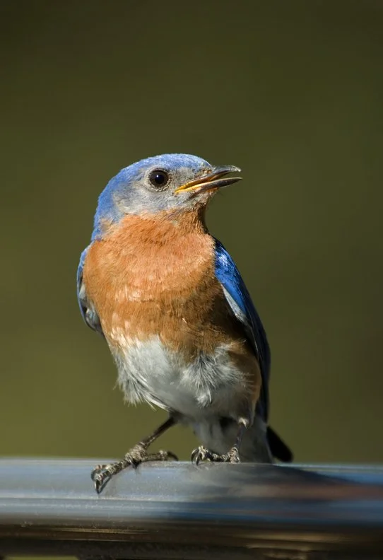 Bluebird