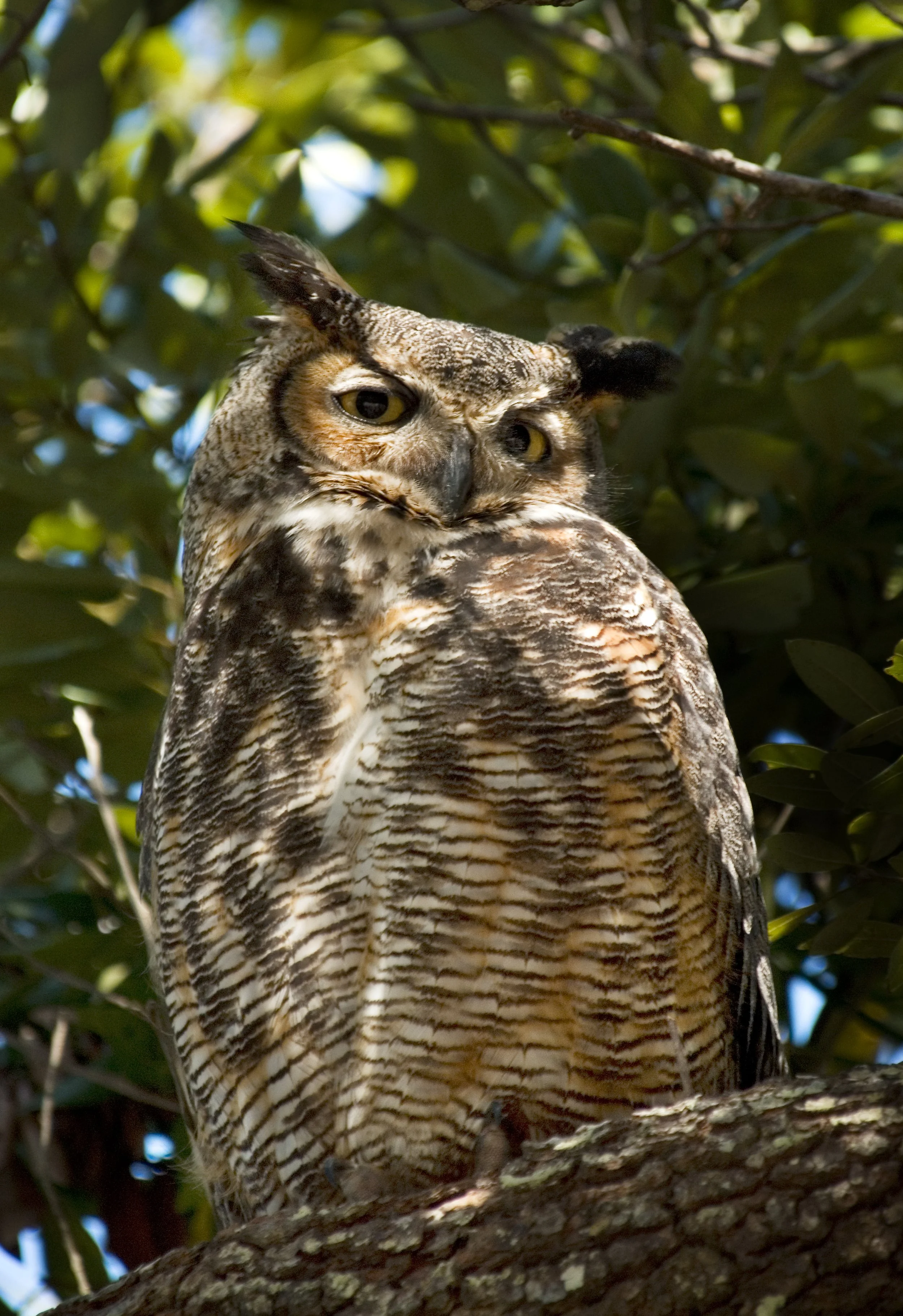 Great Horned Owl