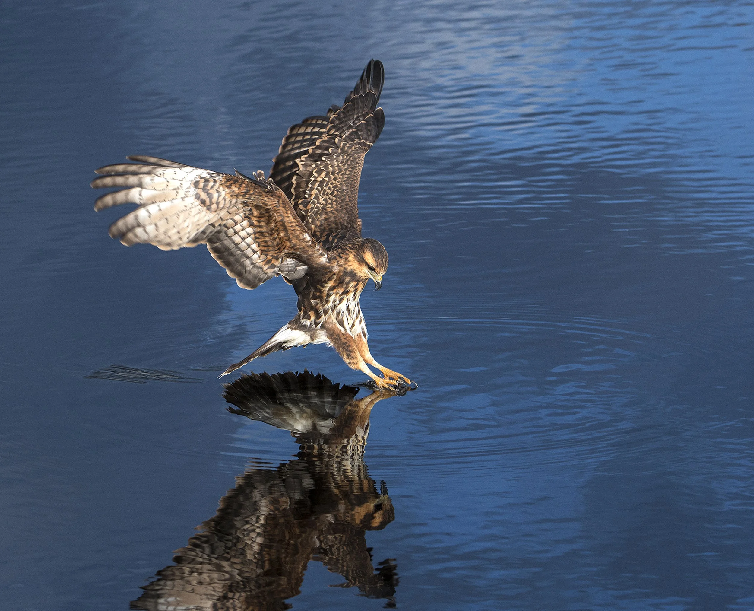 A bird of prey, likely a snail kite, catching a snail from a body of water, with its wings spread and reflection visible on the water surface.