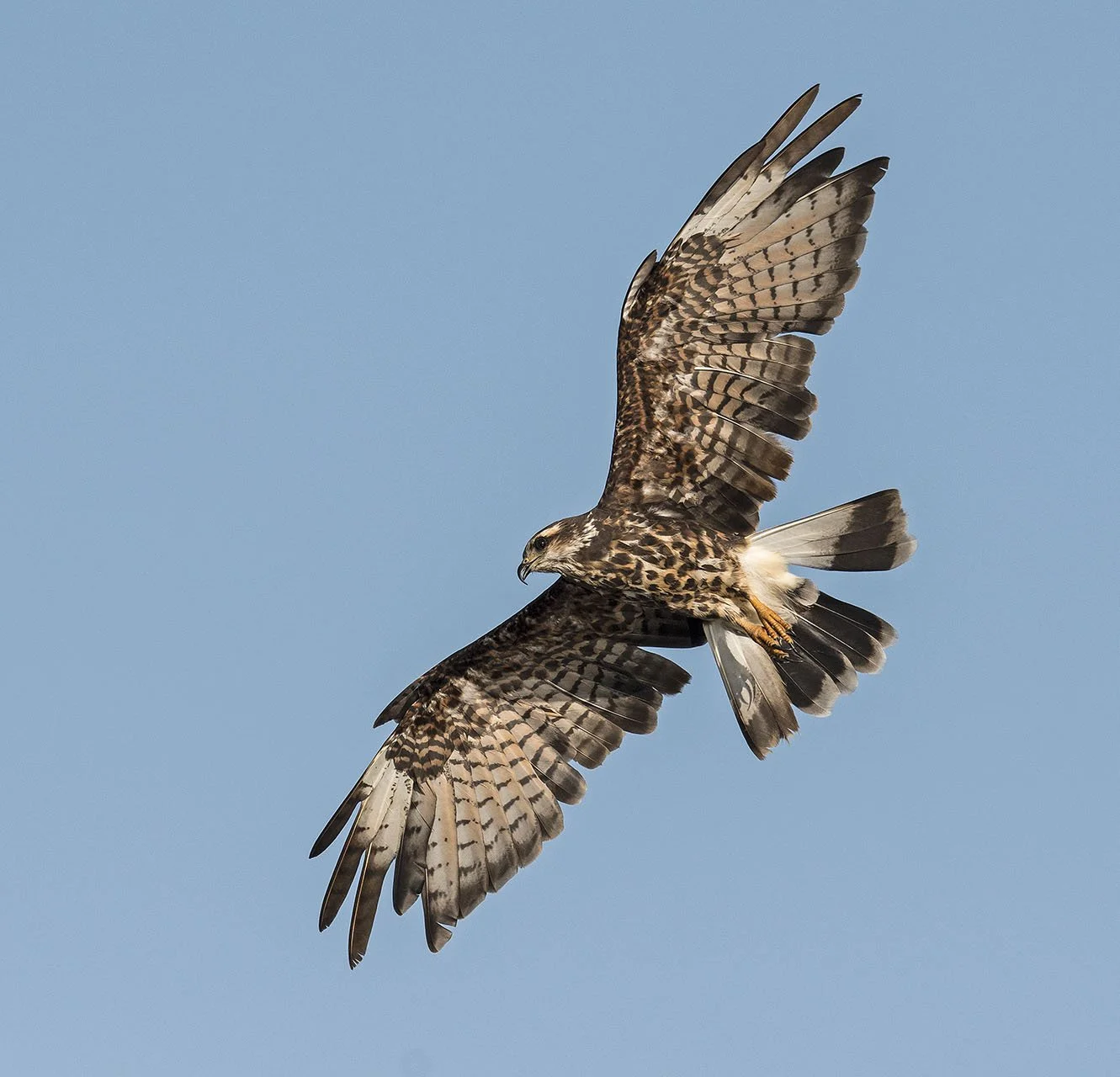 A snail kite flying against a clear blue sky with its wings spread wide.