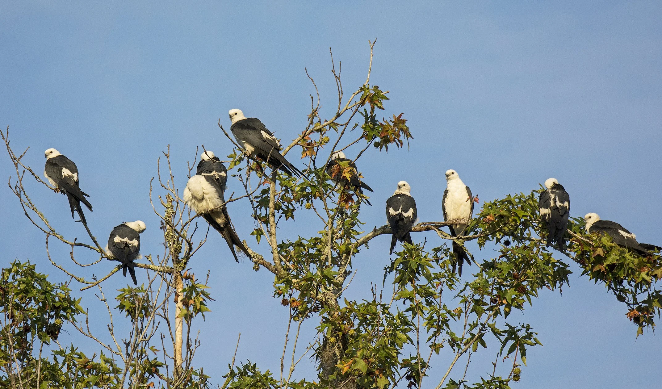 Roosting Swallowtail Kites