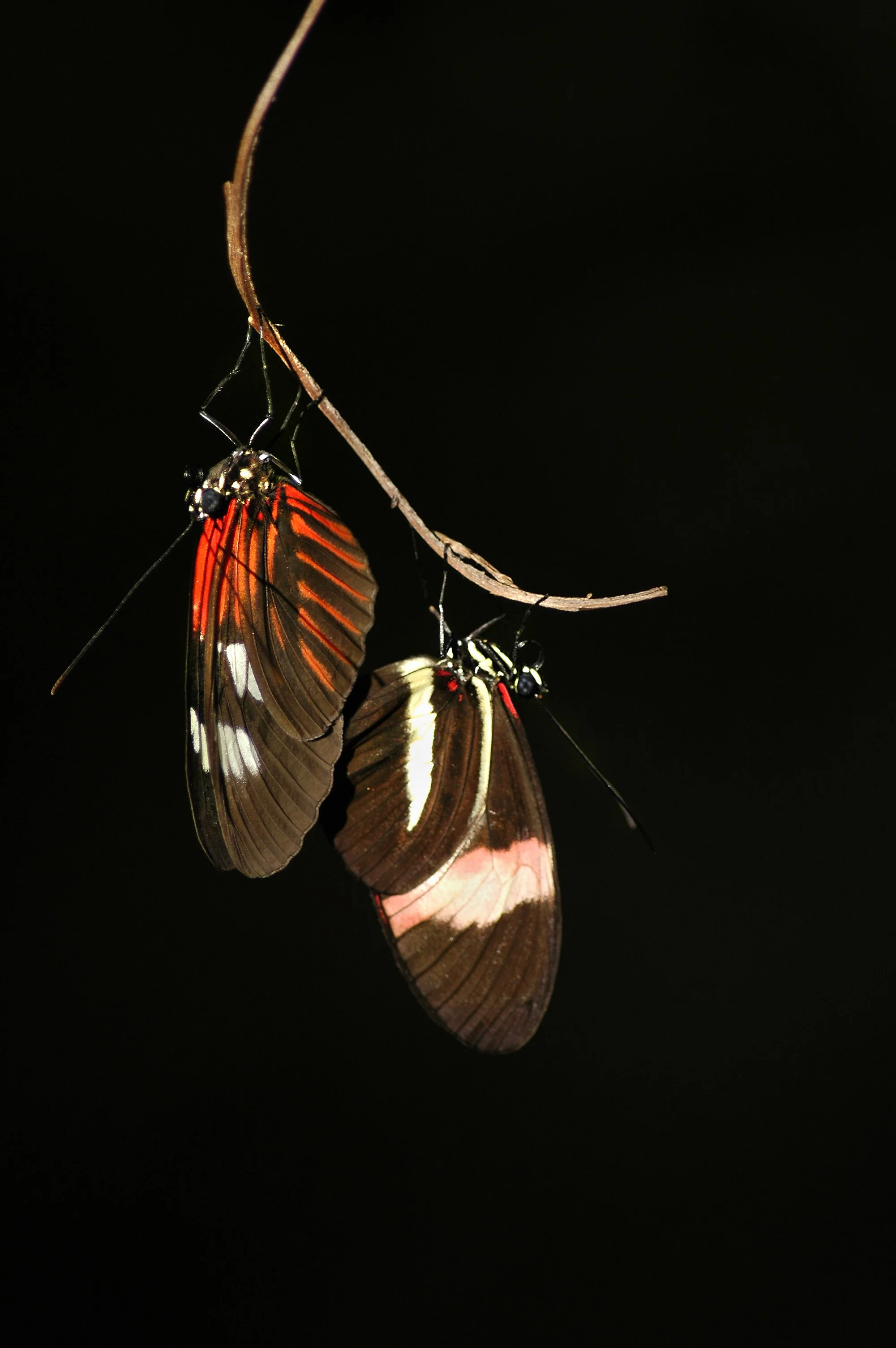 Butterfly Pair