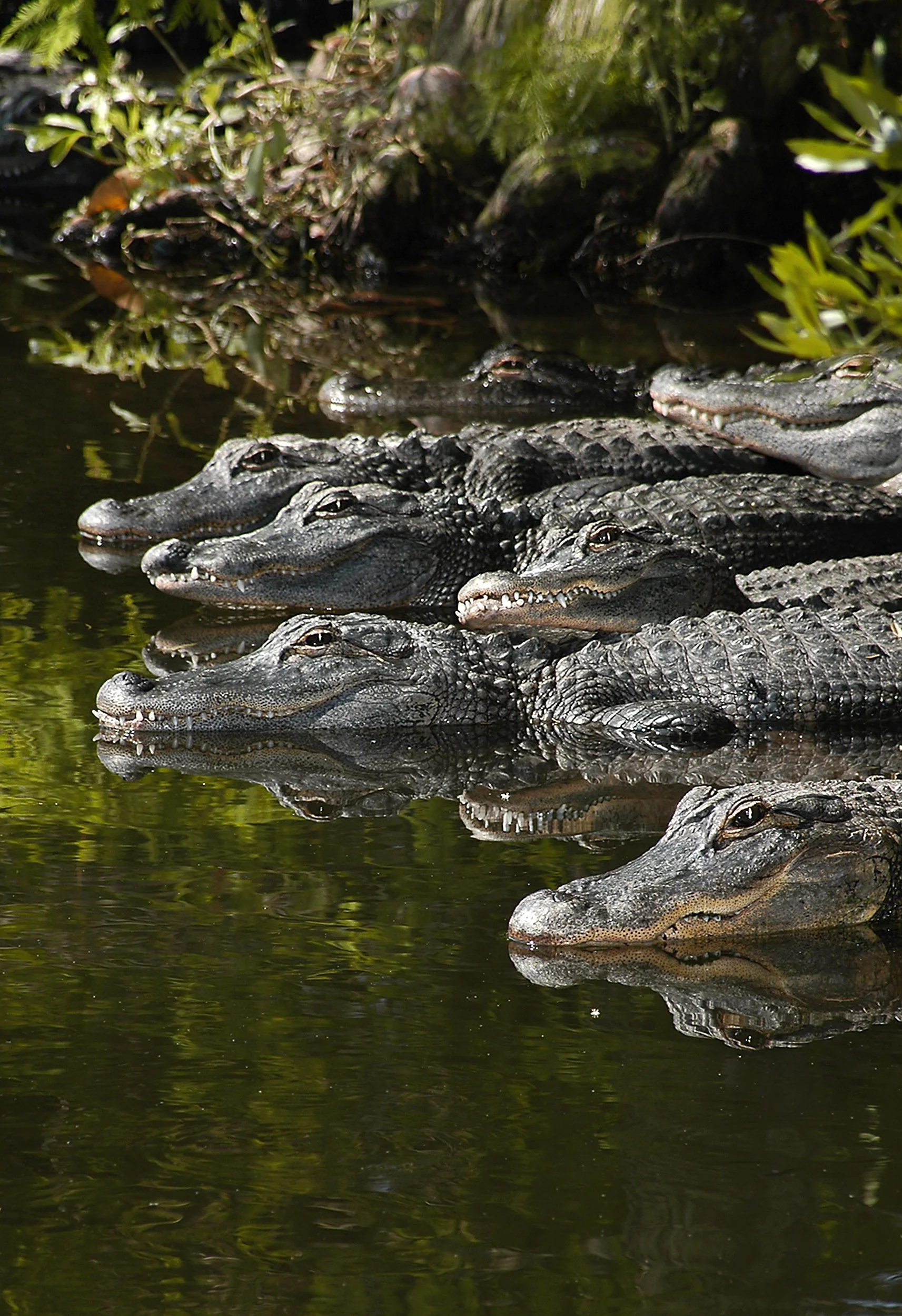 A group of crocodiles resting on the water's edge with their heads and bodies partially submerged, surrounded by green foliage.