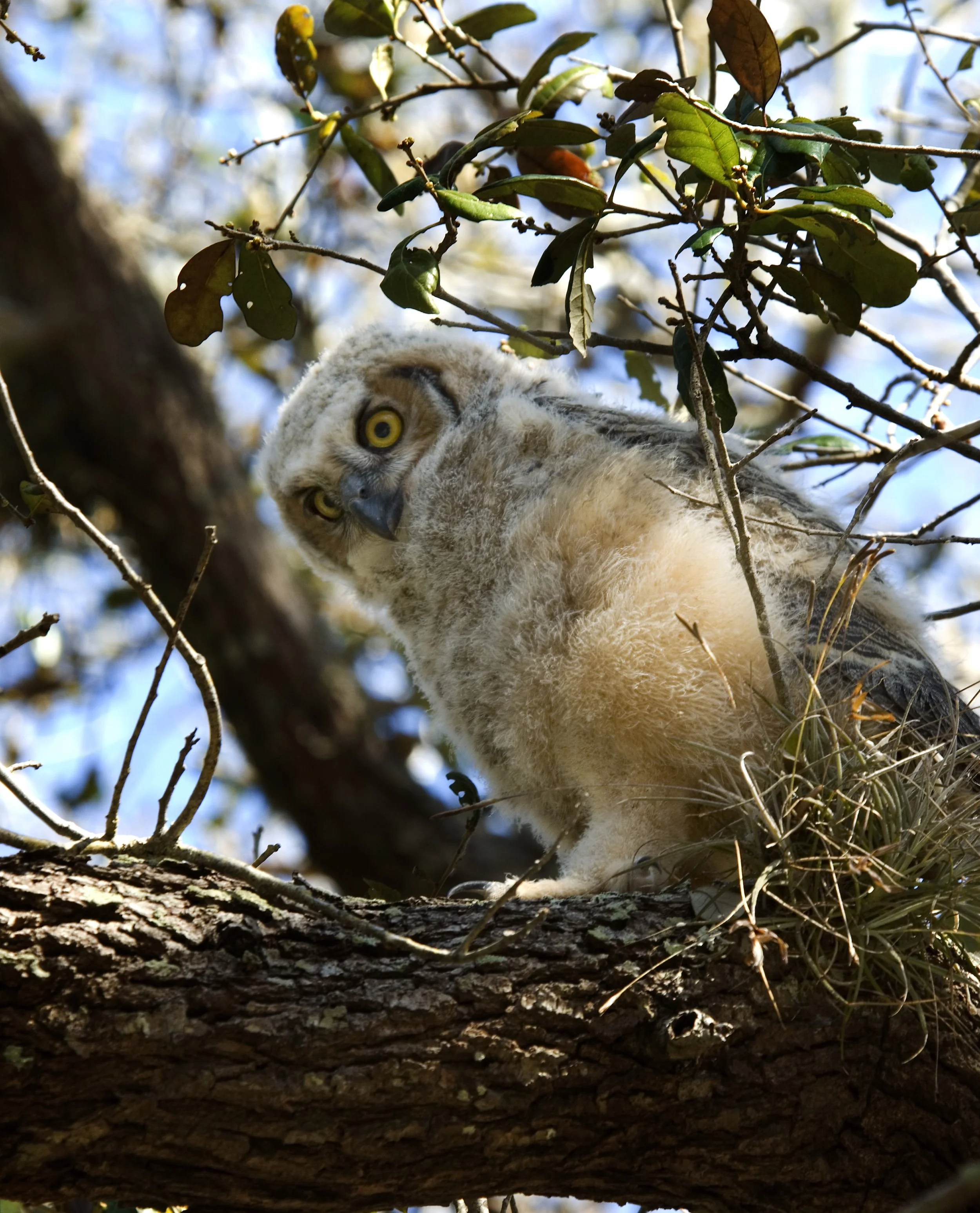 Horned Owl Chick