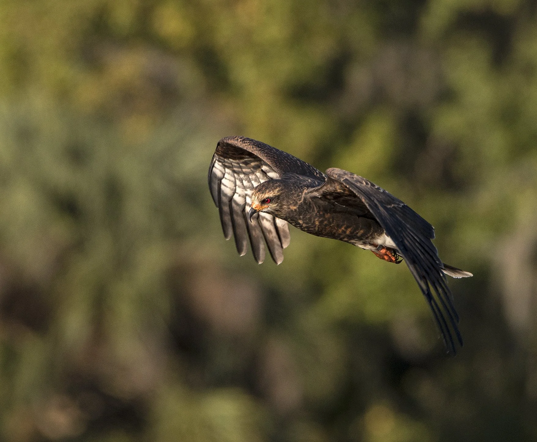 Snail Kite #38