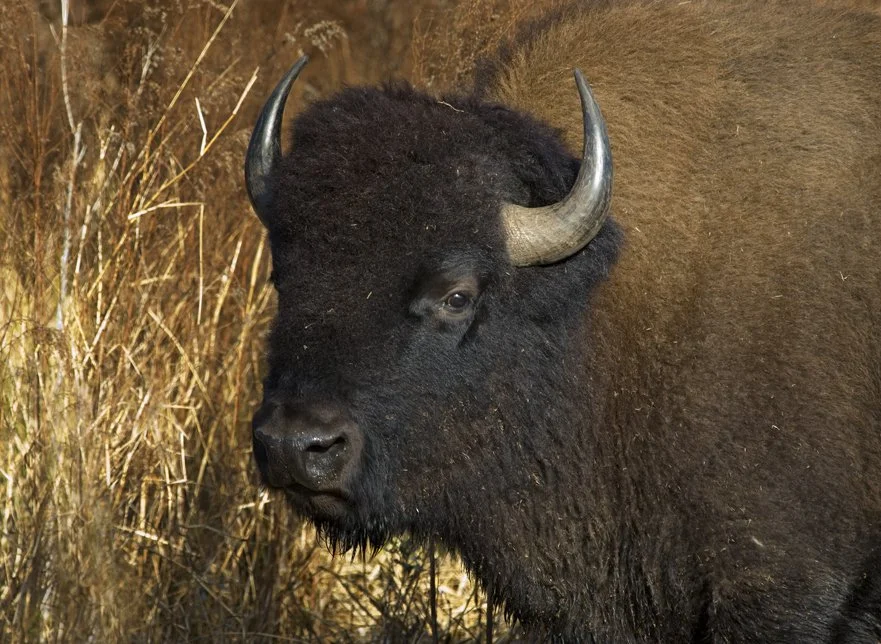 A close-up of a bison's face, showing its dark fur, curved horns, and a background of dry grass.