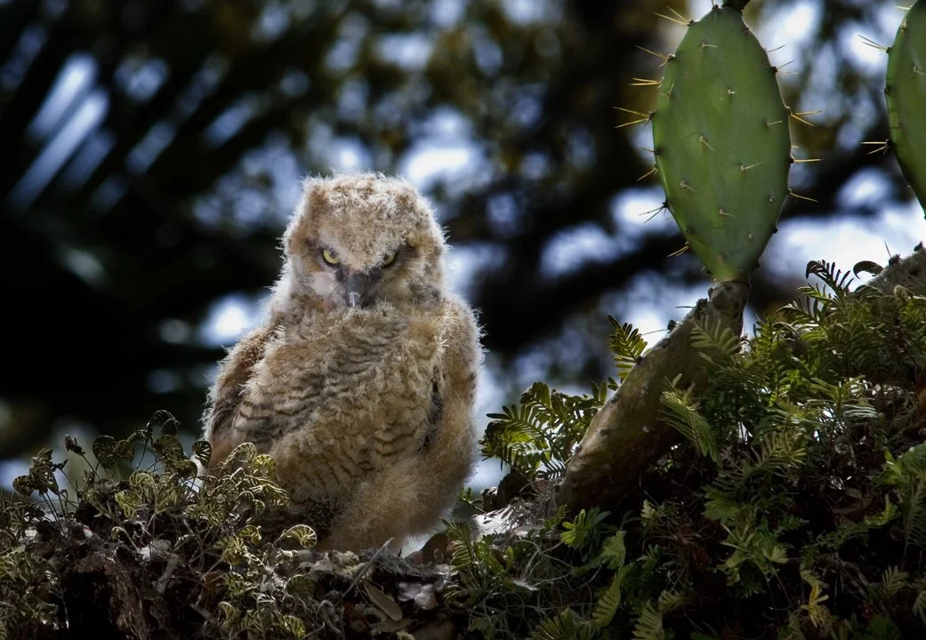 Horned Owl Chick #2