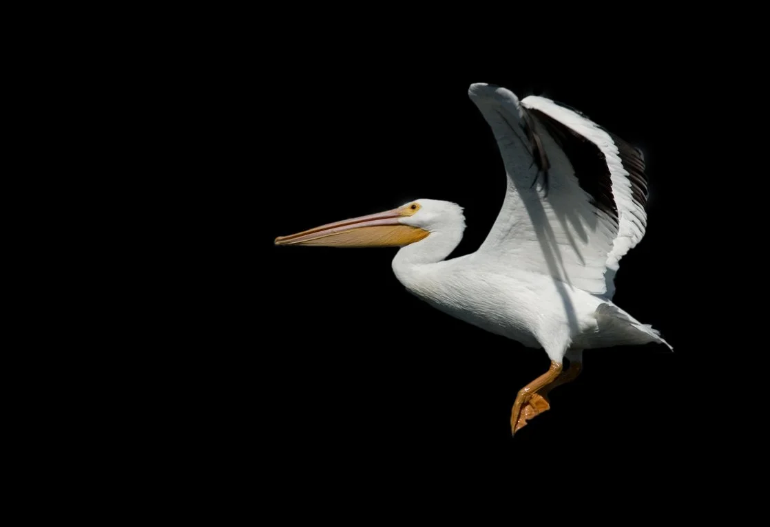 White Pelican