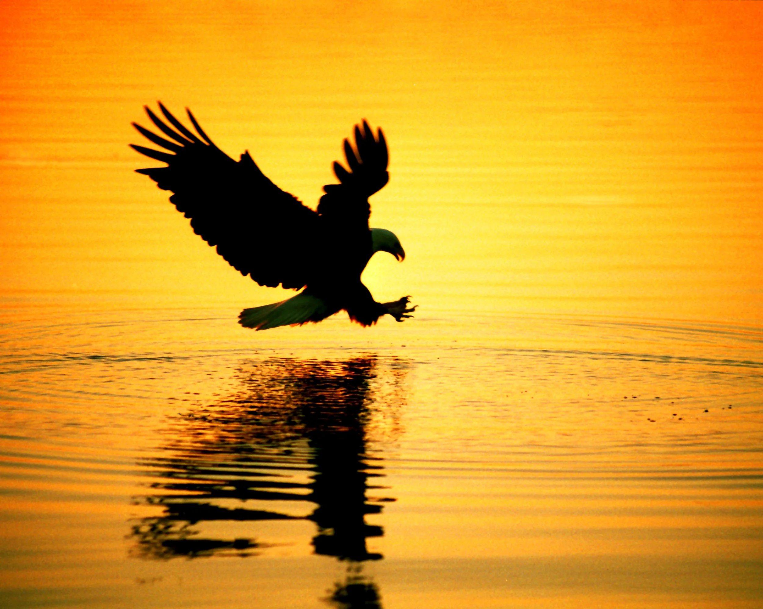 Sunset Eagle