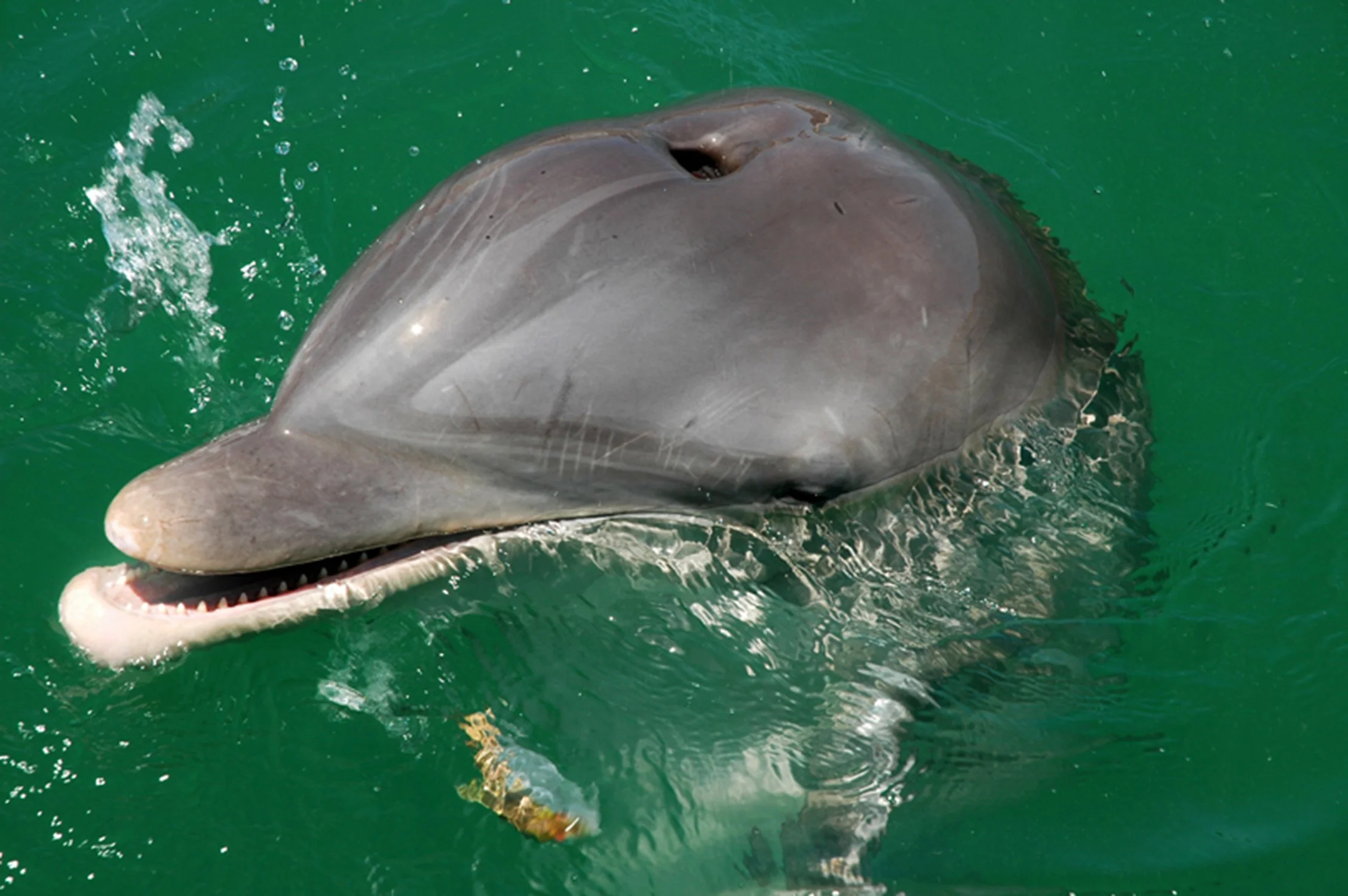 Dolphin Portrait