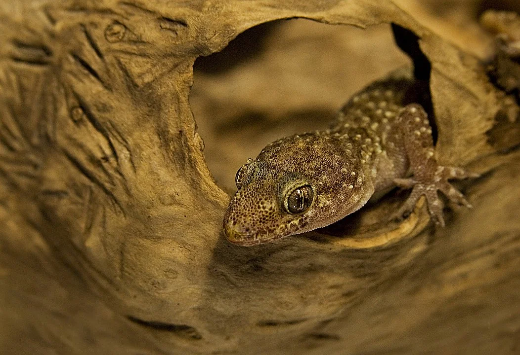 Close-up of a small, speckled gecko peeking out from a hollowed-out piece of wood or bark.