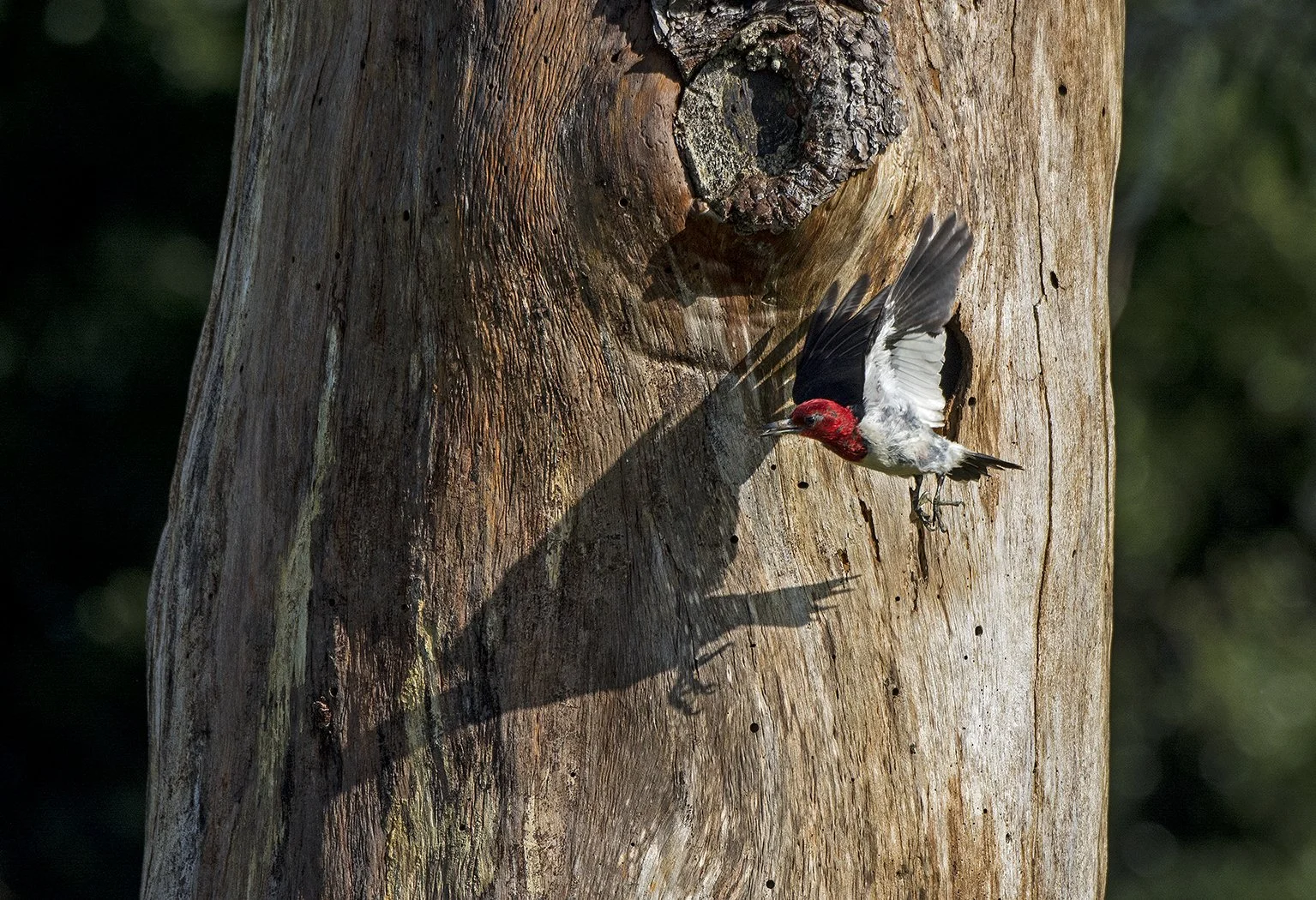 Red Headed Woodpecker