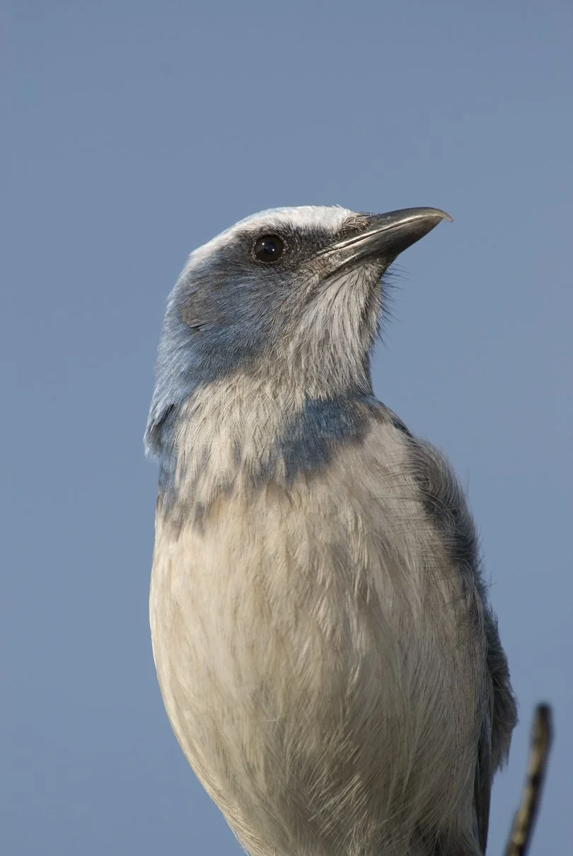 Scrub Jay