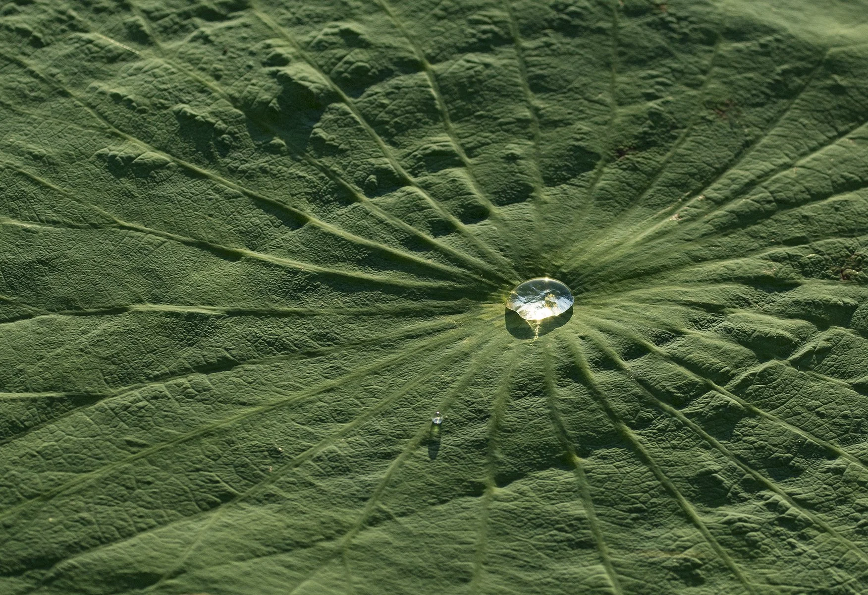 Close-up of a large green leaf with a water droplet in the center reflecting the sky and surrounding foliage.