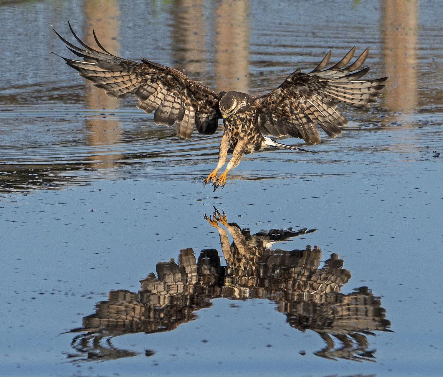 A bird of prey flying low over water with its claws extended, and its reflection visible on the surface.