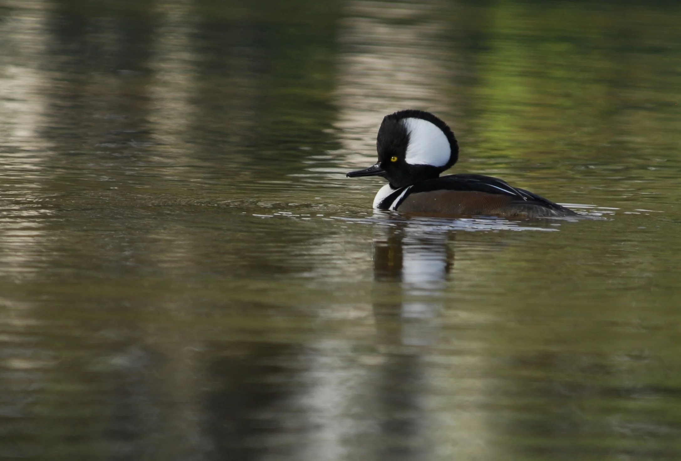 Hooded Merganser