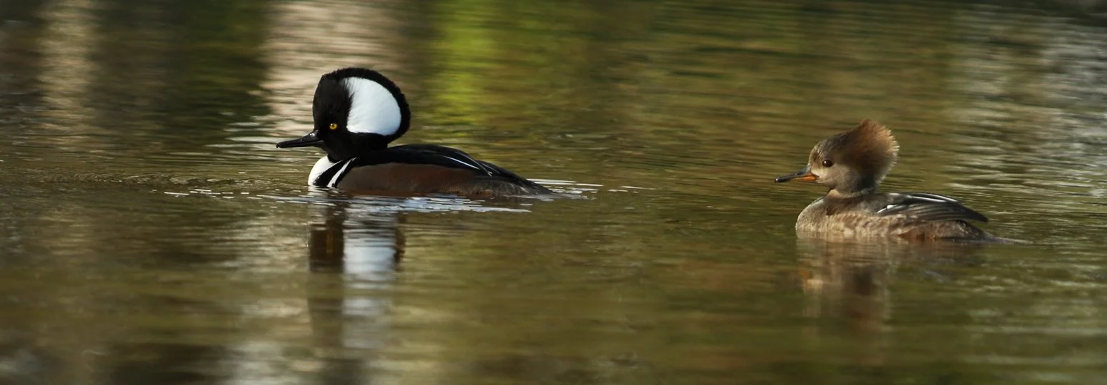 Merganser Panorama